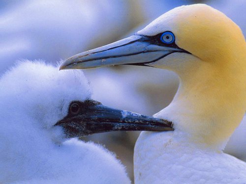 Raston Guest House (11)